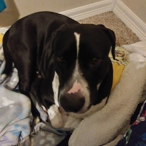 RUDY - Picture 2 of 2